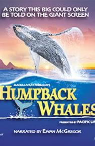 Humpback Whales poster
