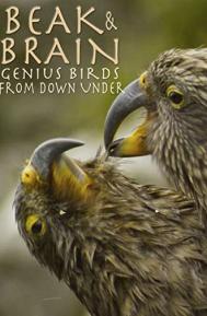 Beak & Brain - Genius Birds from Down Under poster